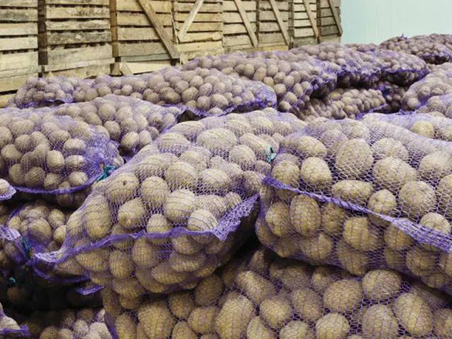 Patates & Soğan Havalandırma Ve Depolama